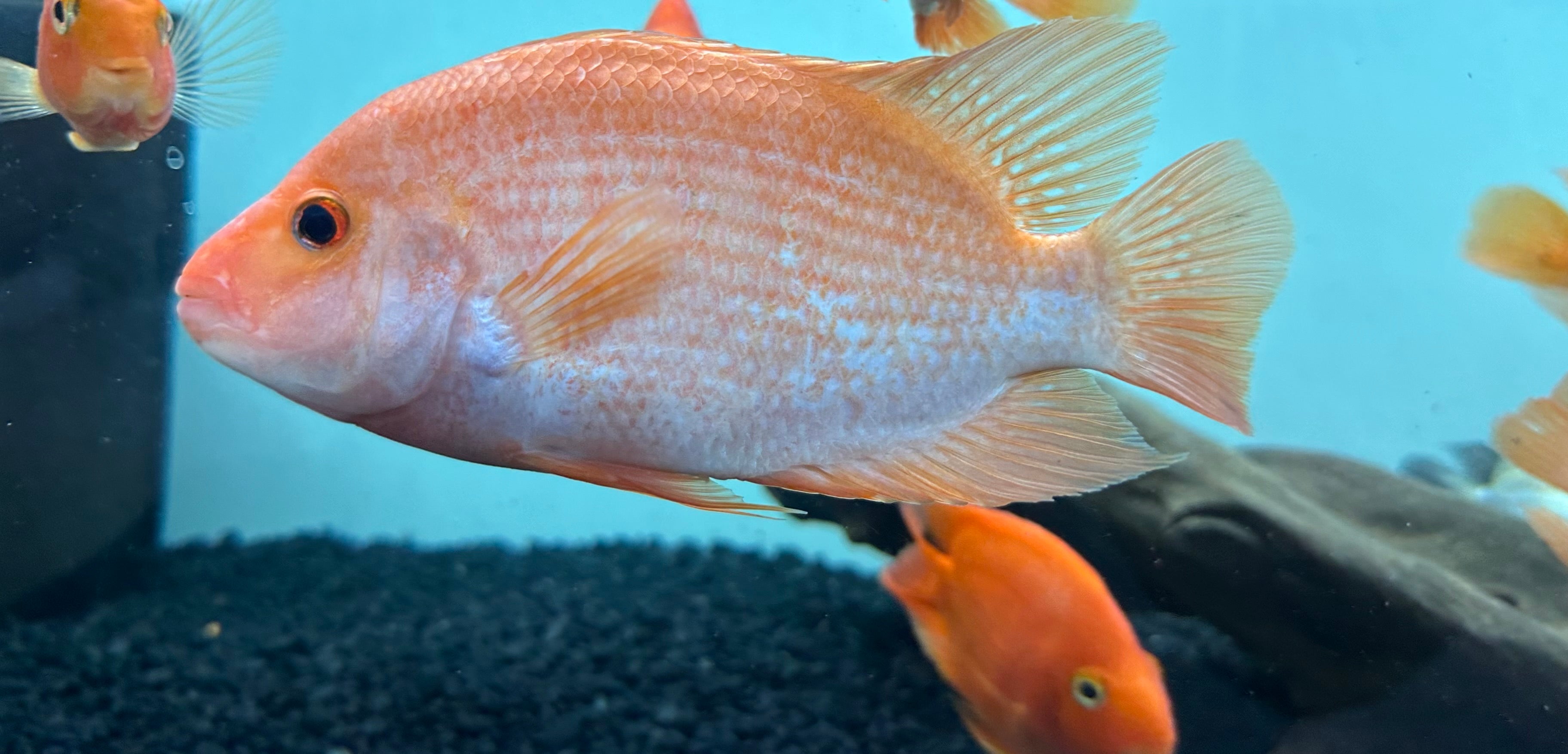 XL Midas Cichlid (5.5-7”)