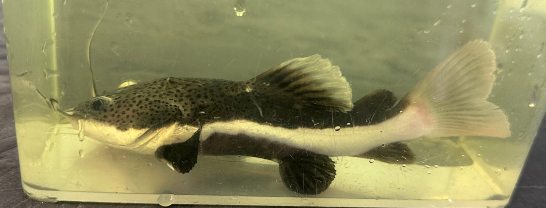 Shortbody Redtail Catfish (6”)