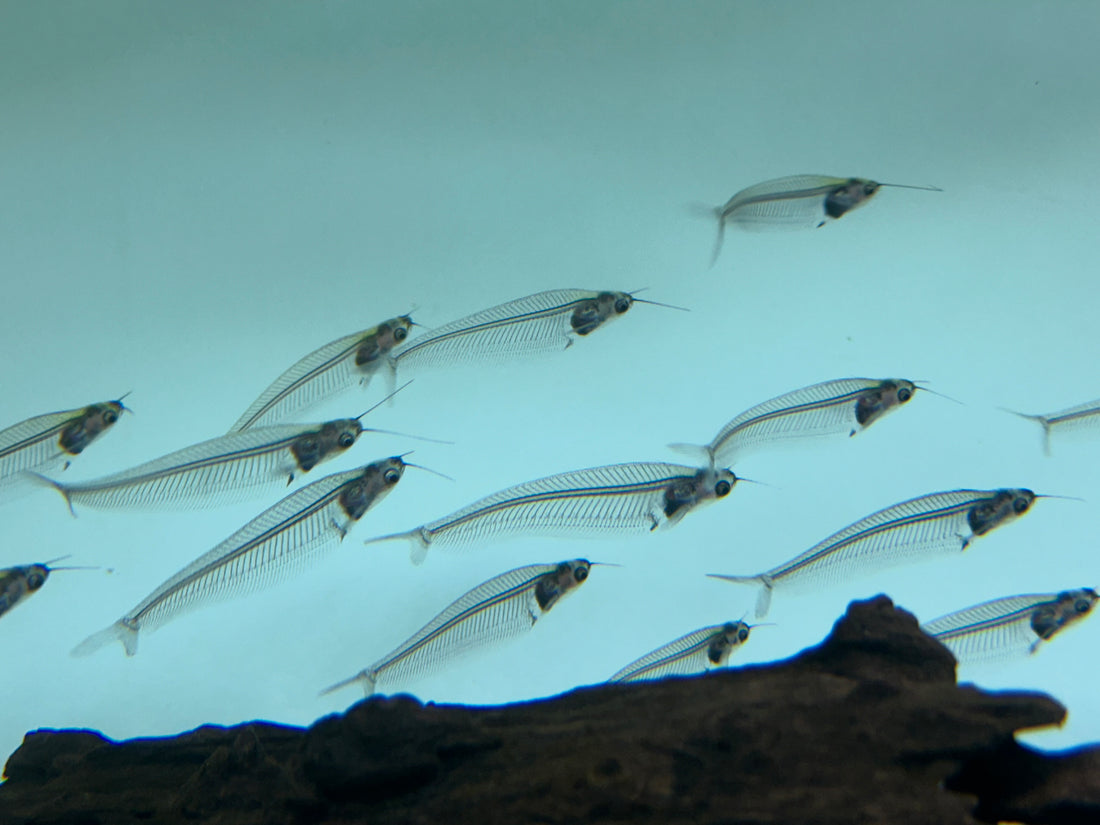 Glass Catfish (2”+)