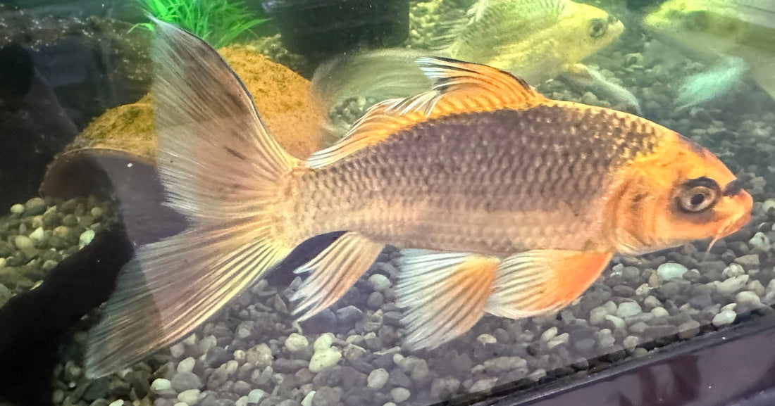 LARGE Longfin Orange Koi (9”)