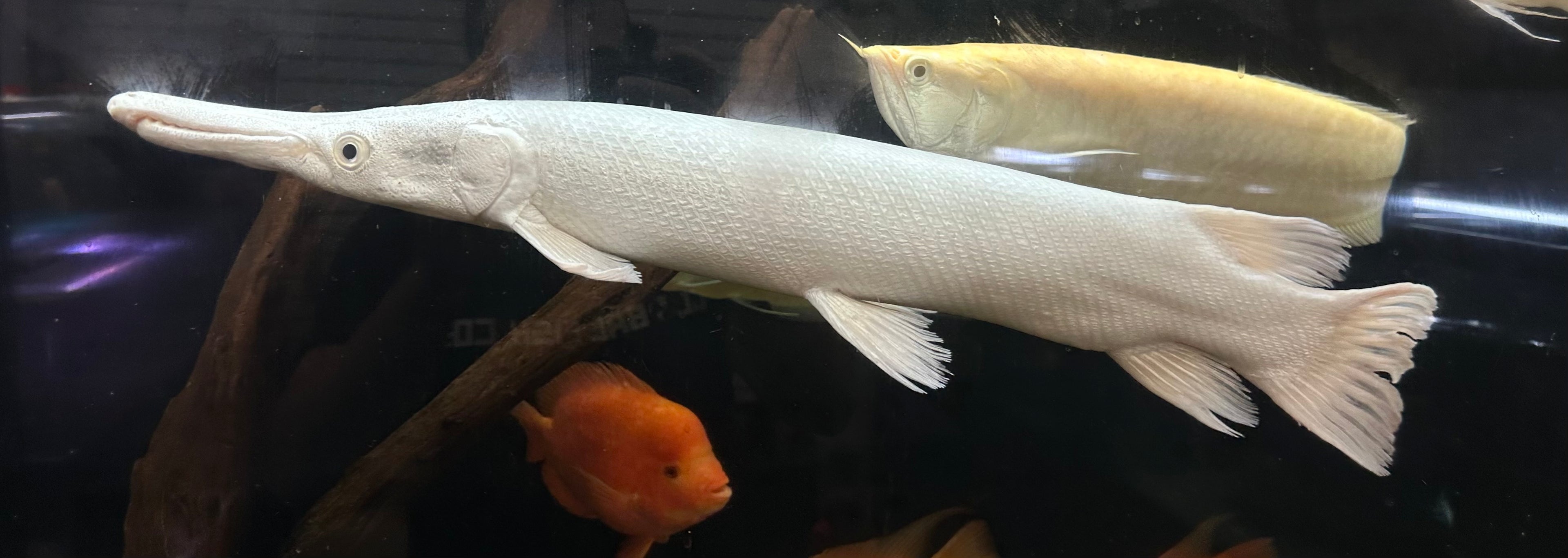 XL Platinum Alligator Gar (24”+)