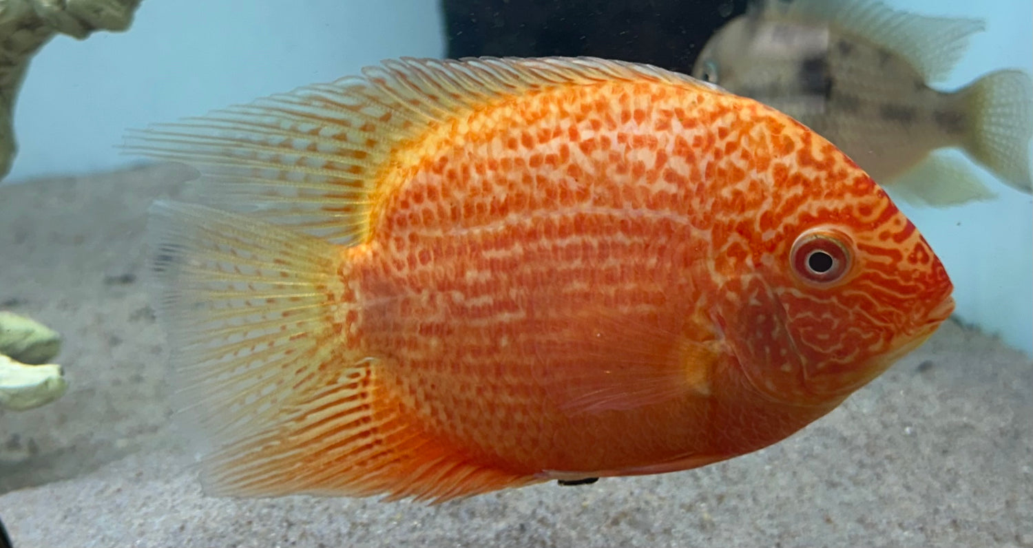 Red Severum Cichlid (4.5-5”)