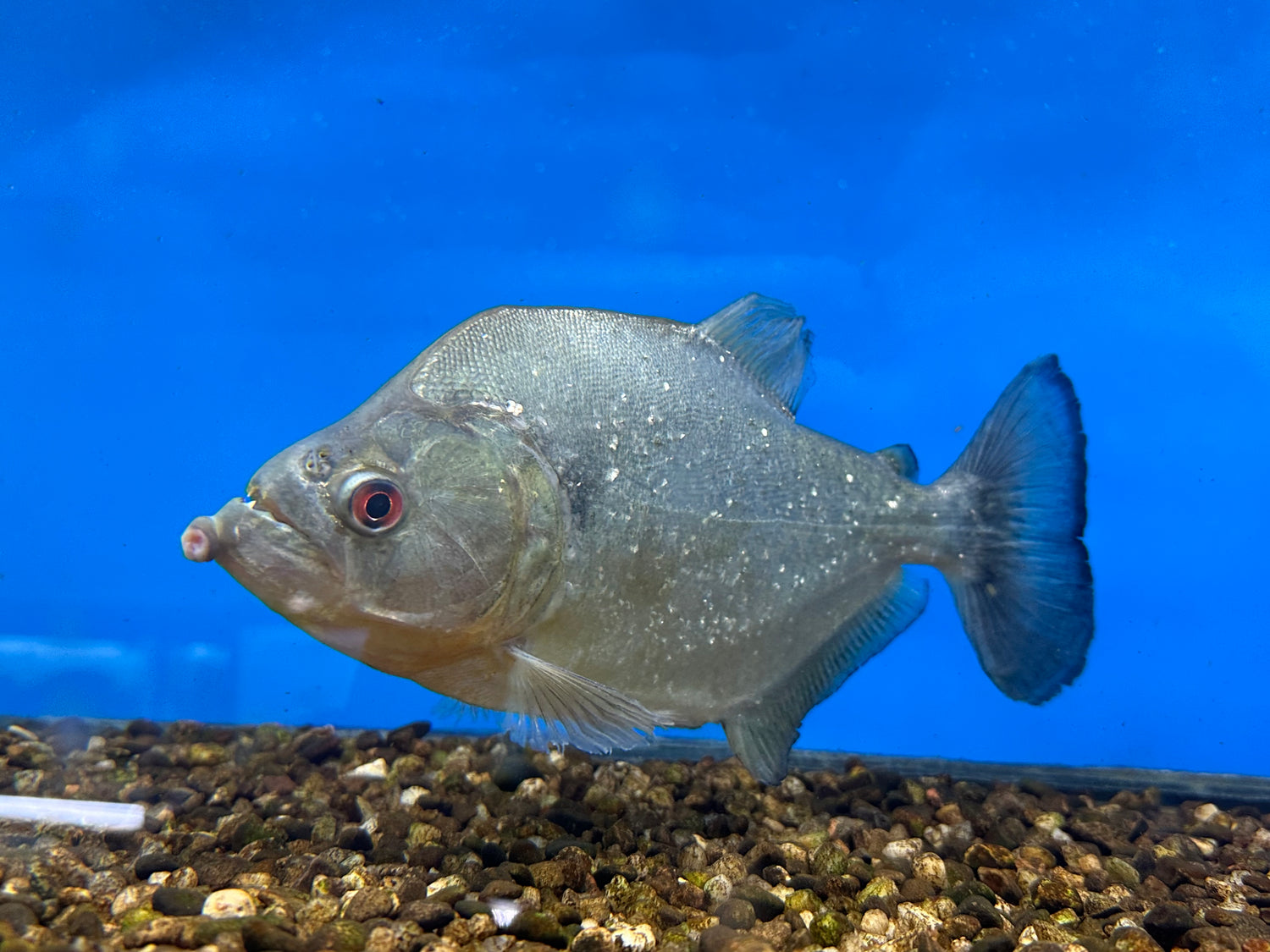 XL Diamond Rhom Piranha (8-9”)