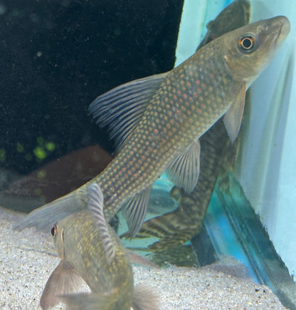 XL Harlequin Shark (6”)