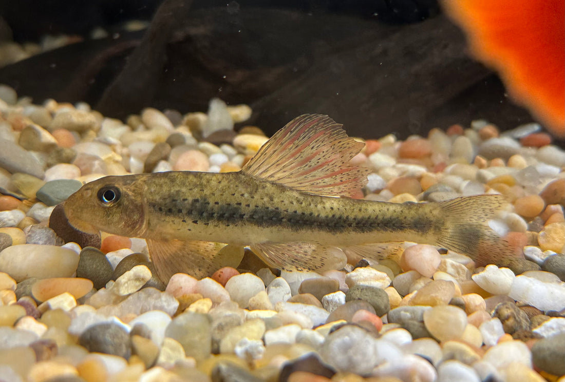 Sailfin Goby (3-4”)