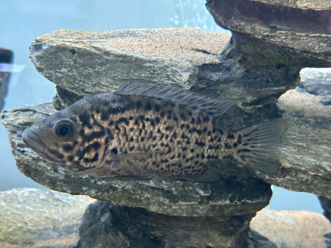 Cuban Cichlid (4.5-5”)