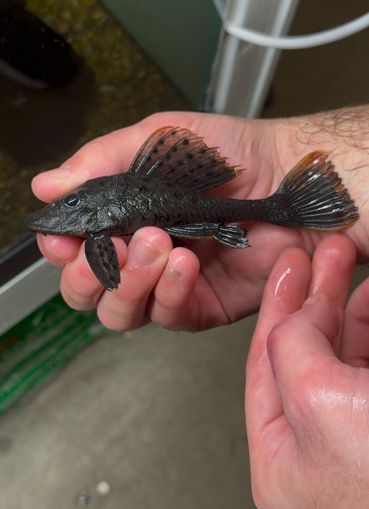 L095 Pinecone Pleco (4-4.5”)