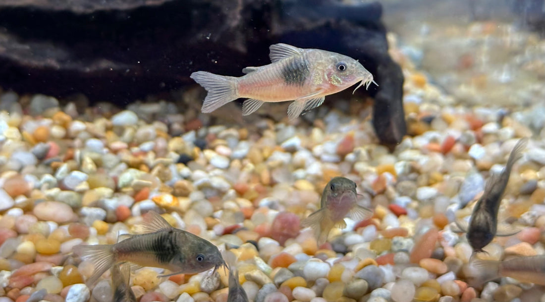 Septentrionalis Corydoras (1.25-1.5”)