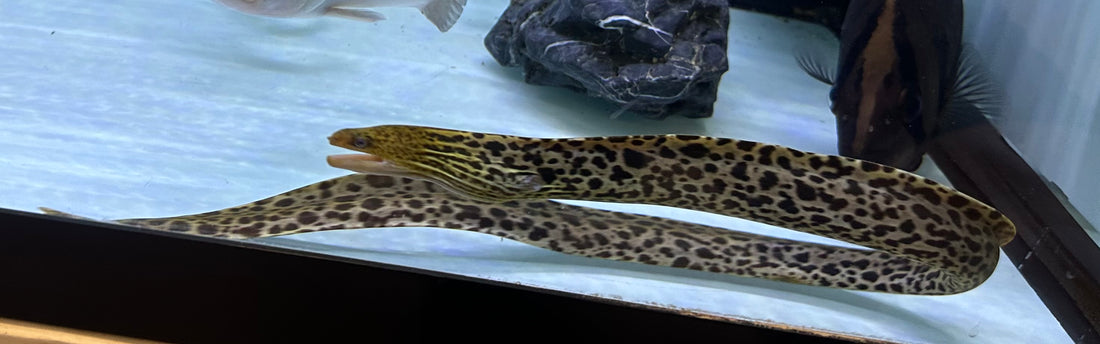 XL Tiger Moray Eel (24”)