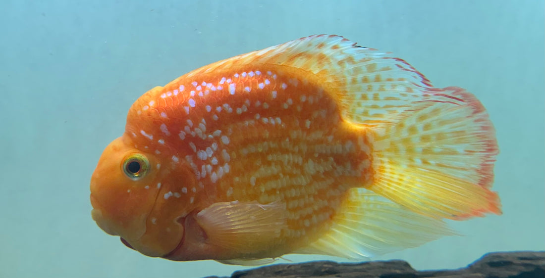 XL Crystal Parrot (7-8”)