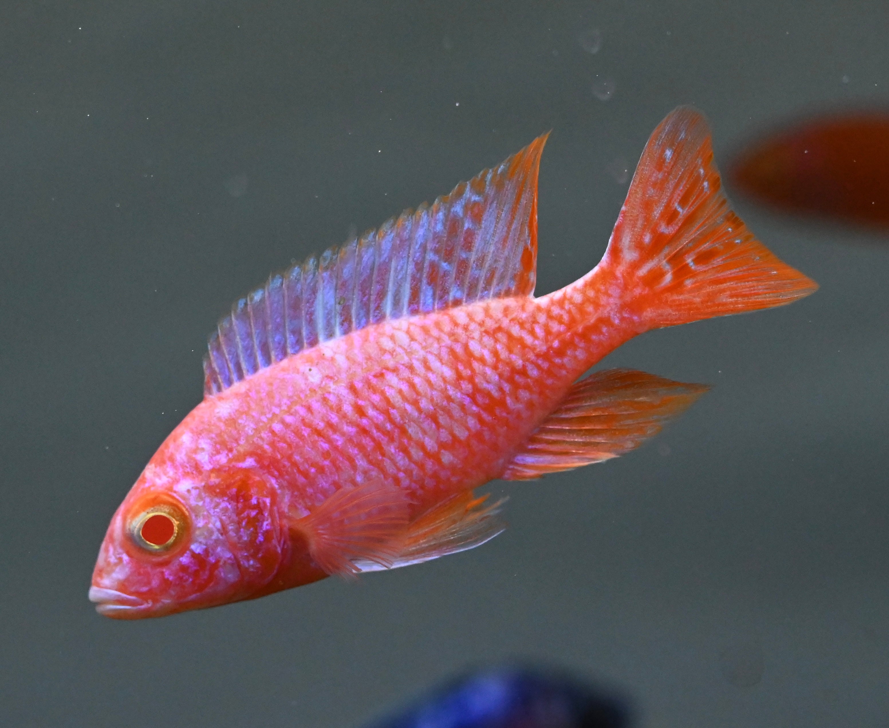 Assorted Peacock Cichlid (3-3.5”)