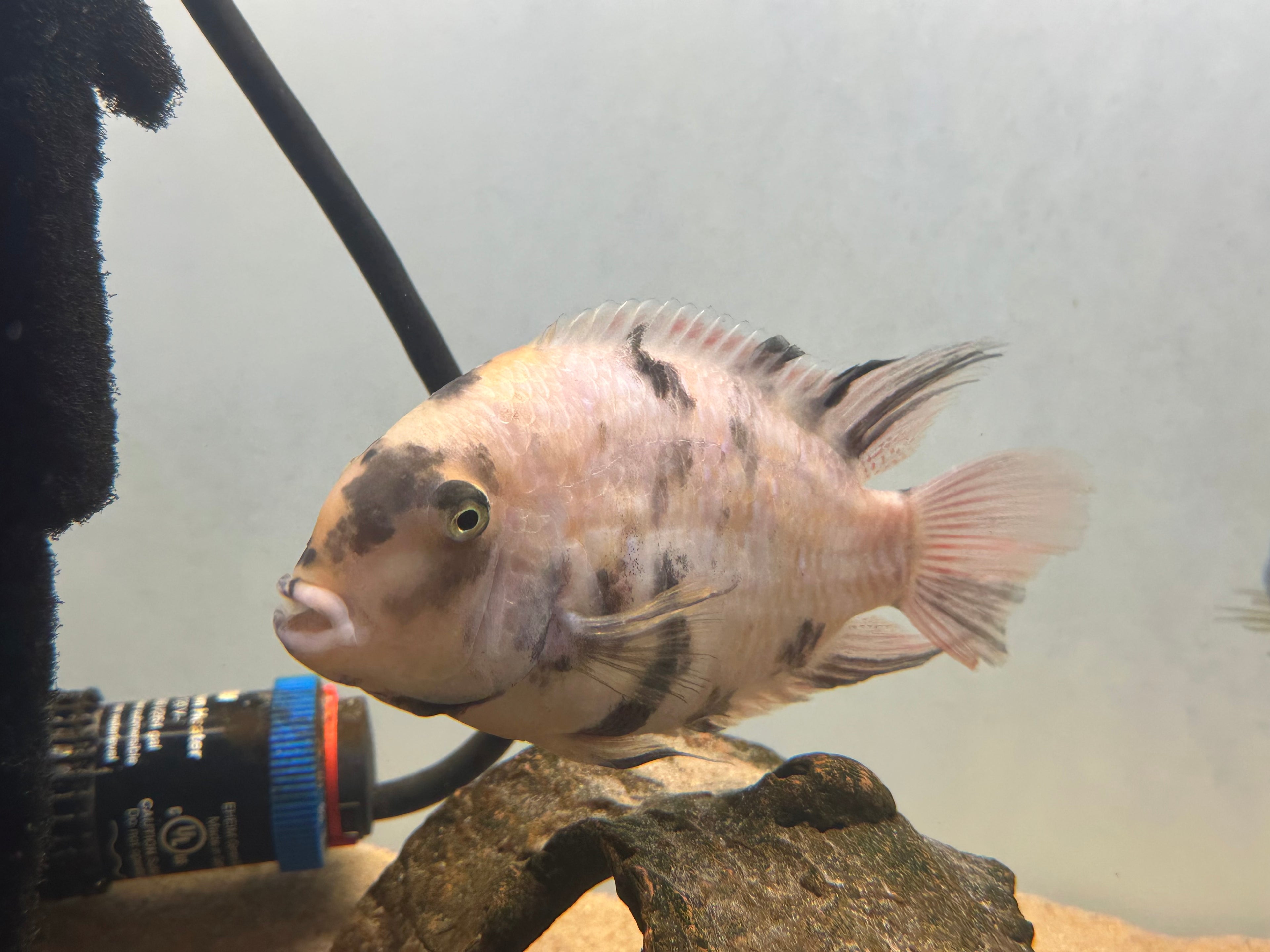 Jumbo Male Calico Convict Cichlid (5”+)