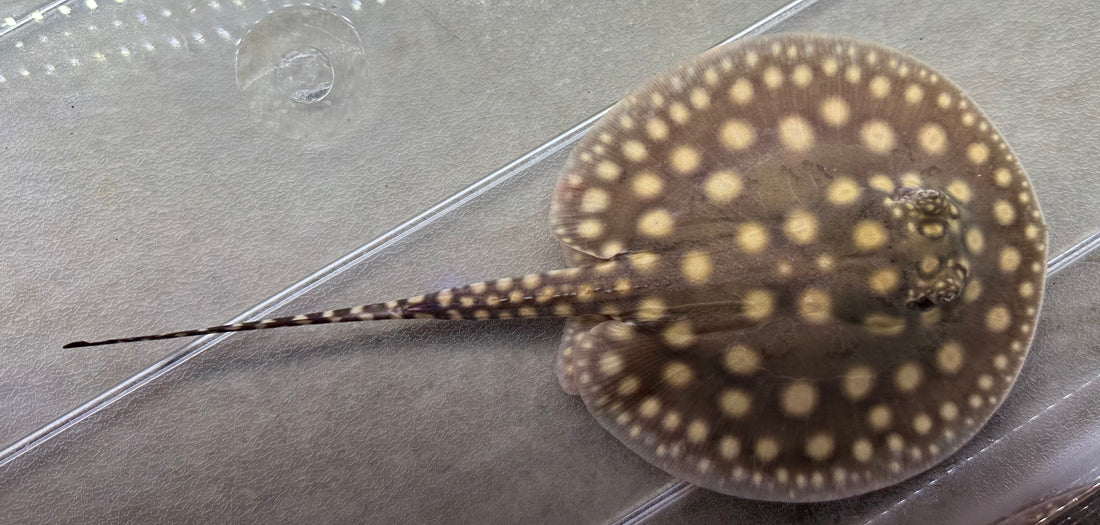 Black Diamond Hybrid Stingray (Male 6”)