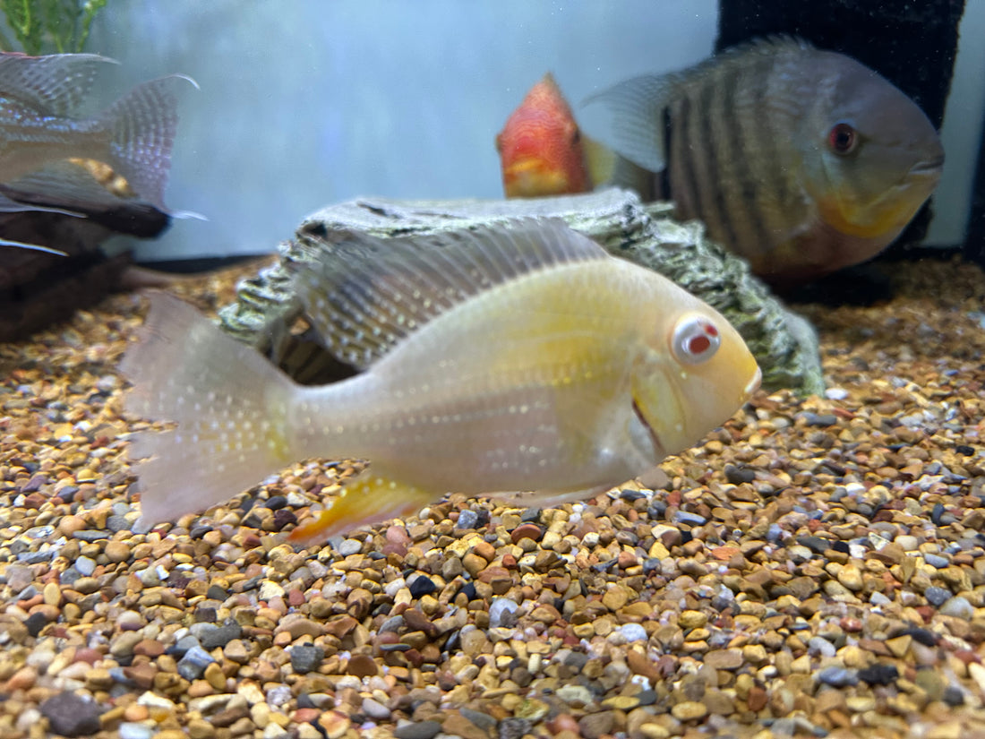 Large Albino Heckelii Geophagus Cichlid (5.5”)