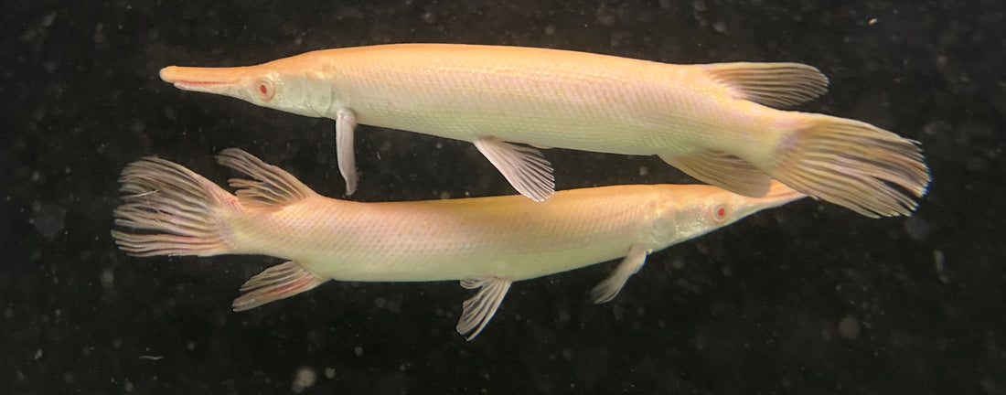 Albino Alligator Gar (10-11”)