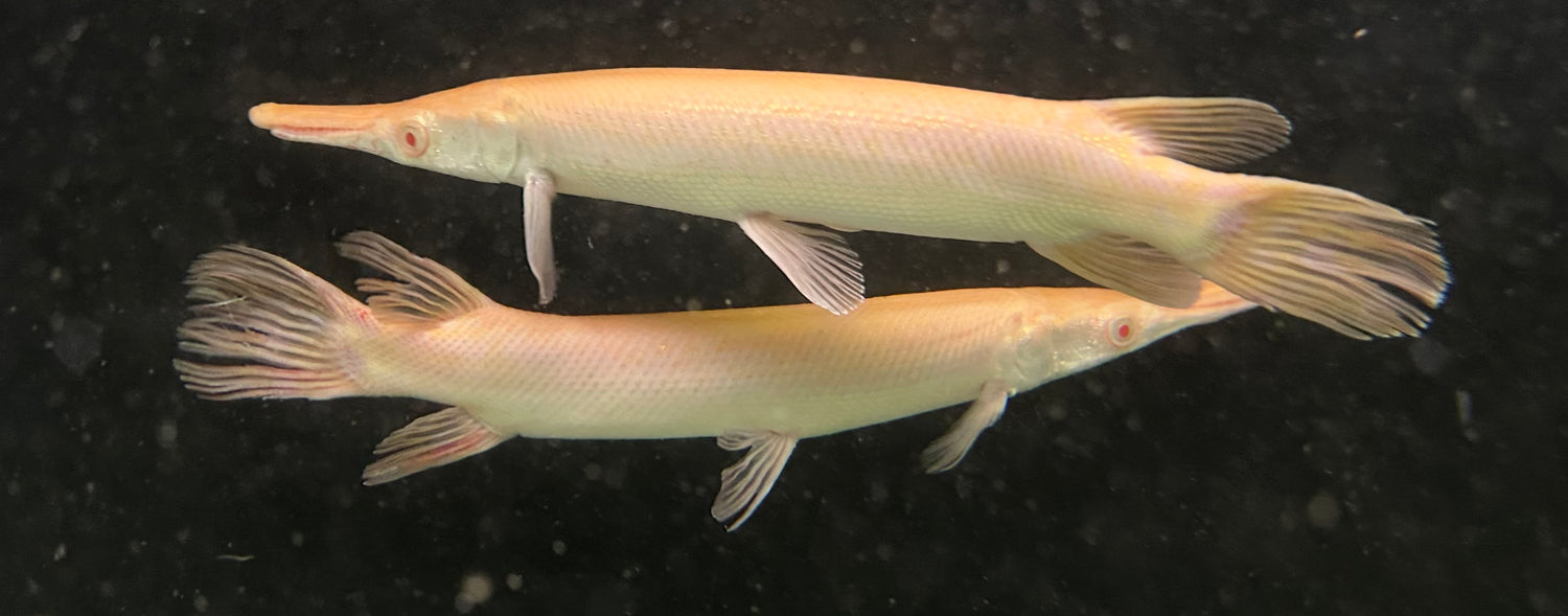Albino Alligator Gar (10-11”)