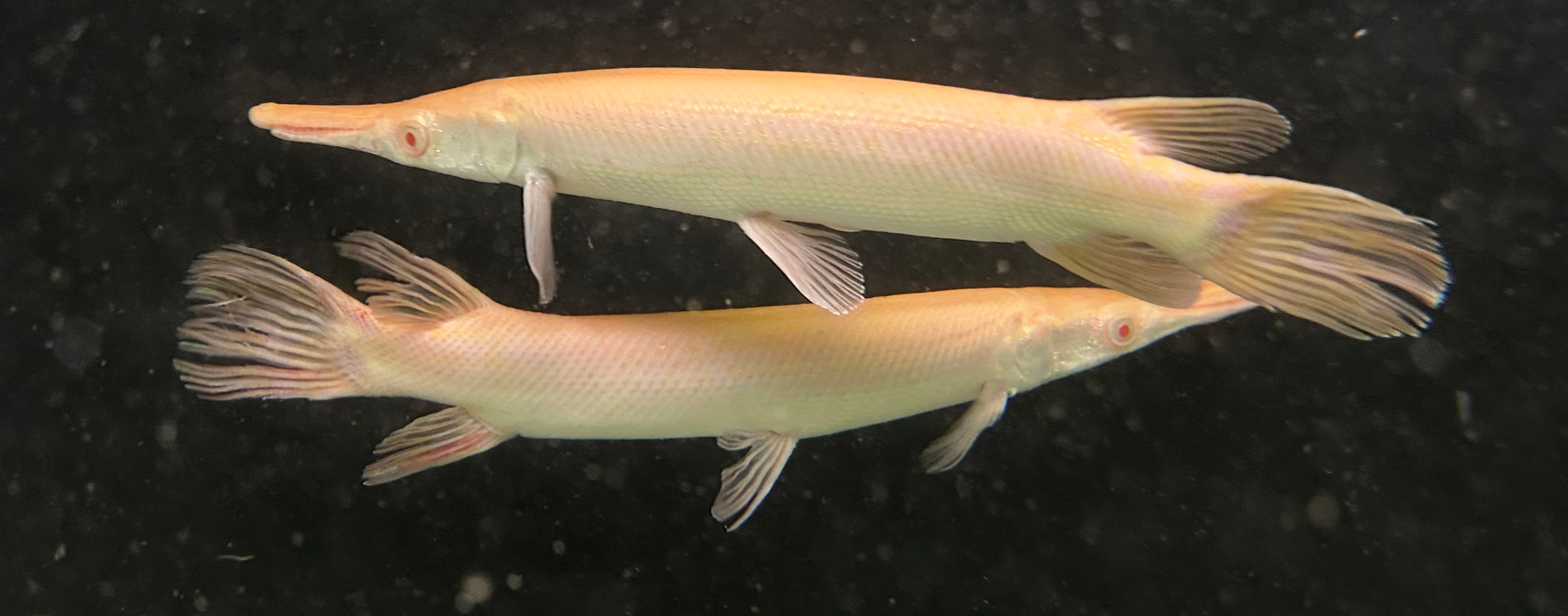 Albino Alligator Gar (10-11”)