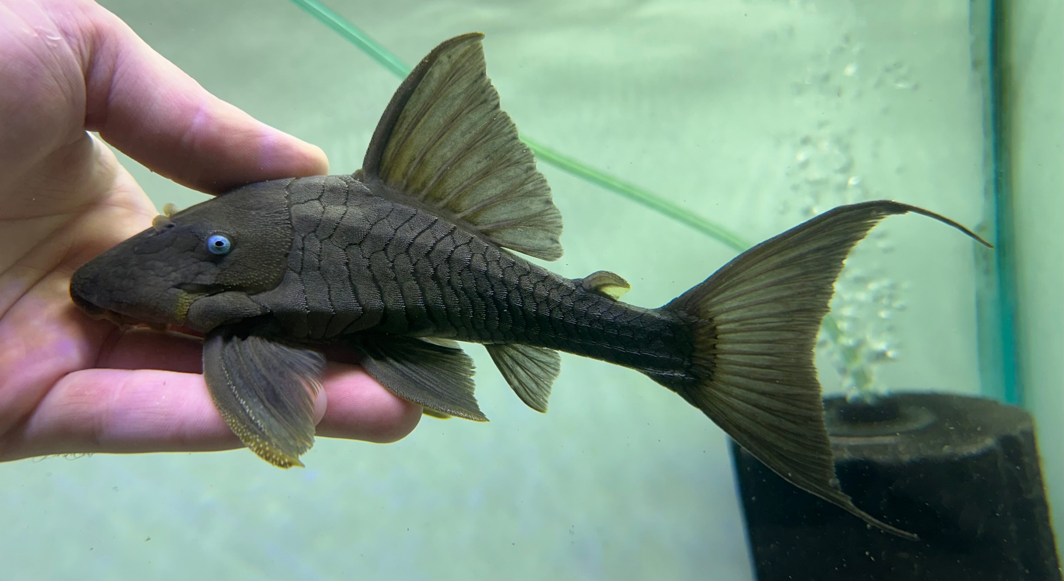 Blue Eye Panaque Pleco (7”)