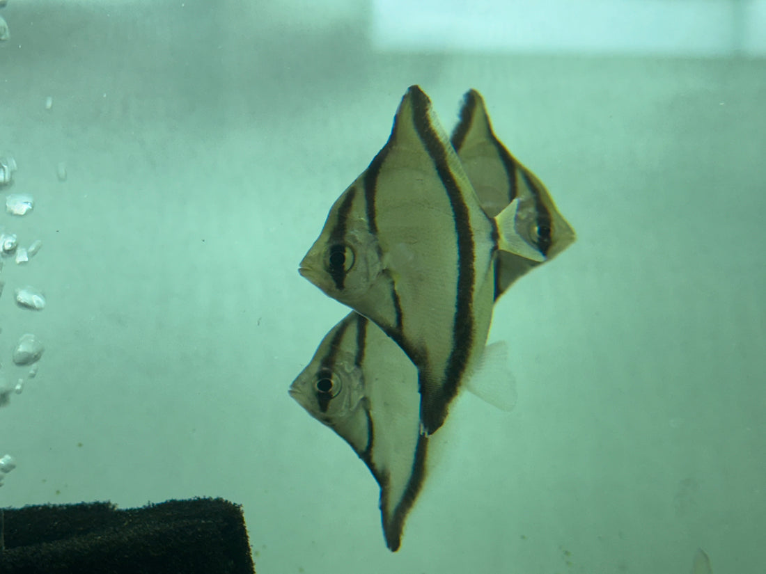 Mono Sebae (2.5”)