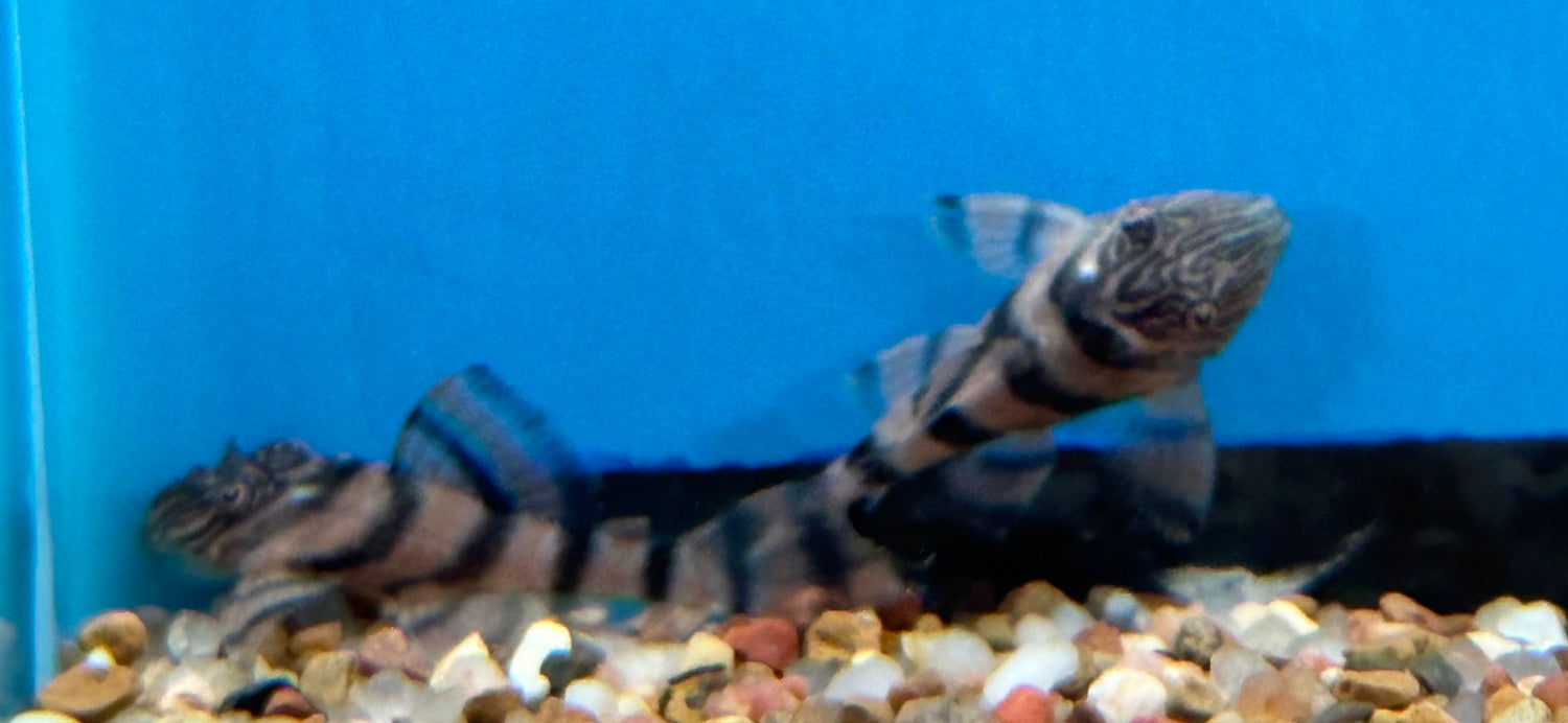 CB L397 Alenquer Tiger Pleco (1.25”)