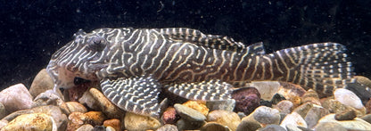 L260 Pleco reina arabesco (2-2,5”)