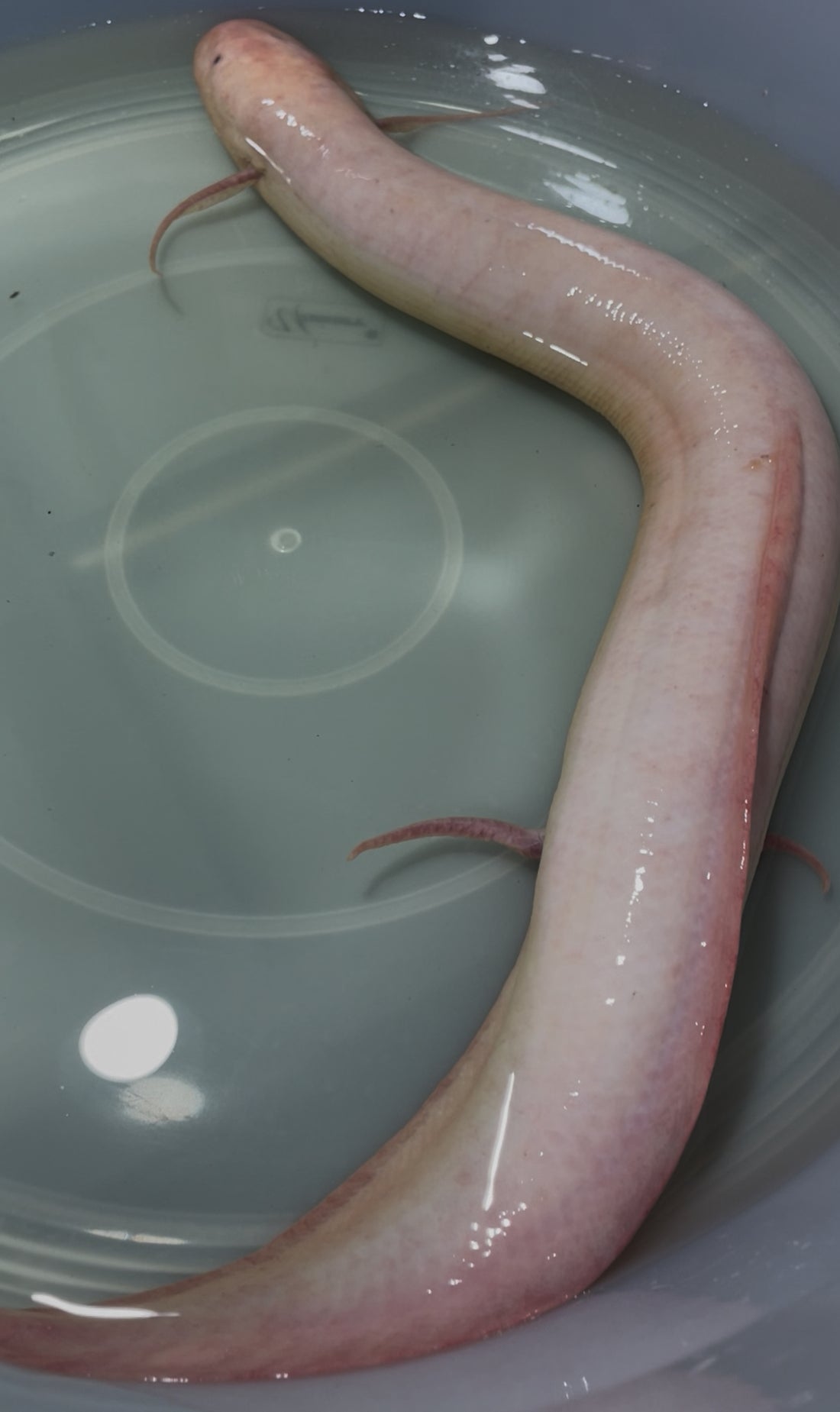 XL Albino Dolloi African Lungfish (24”+)