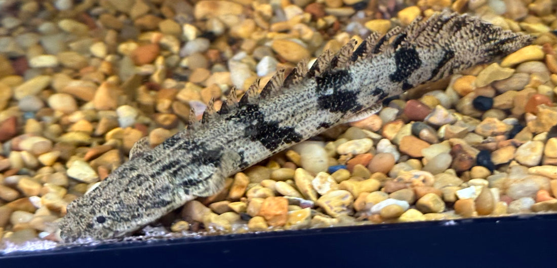 Endlicheri Polypterus (5-5.5”)