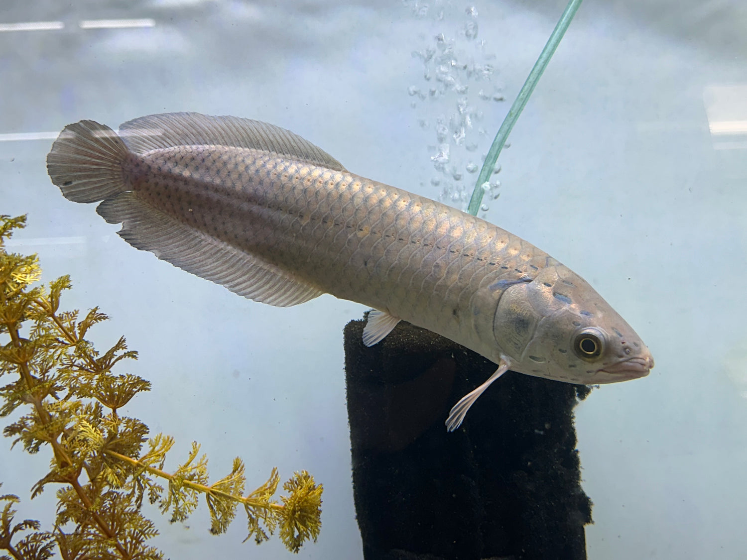 African Arowana (9-10”)