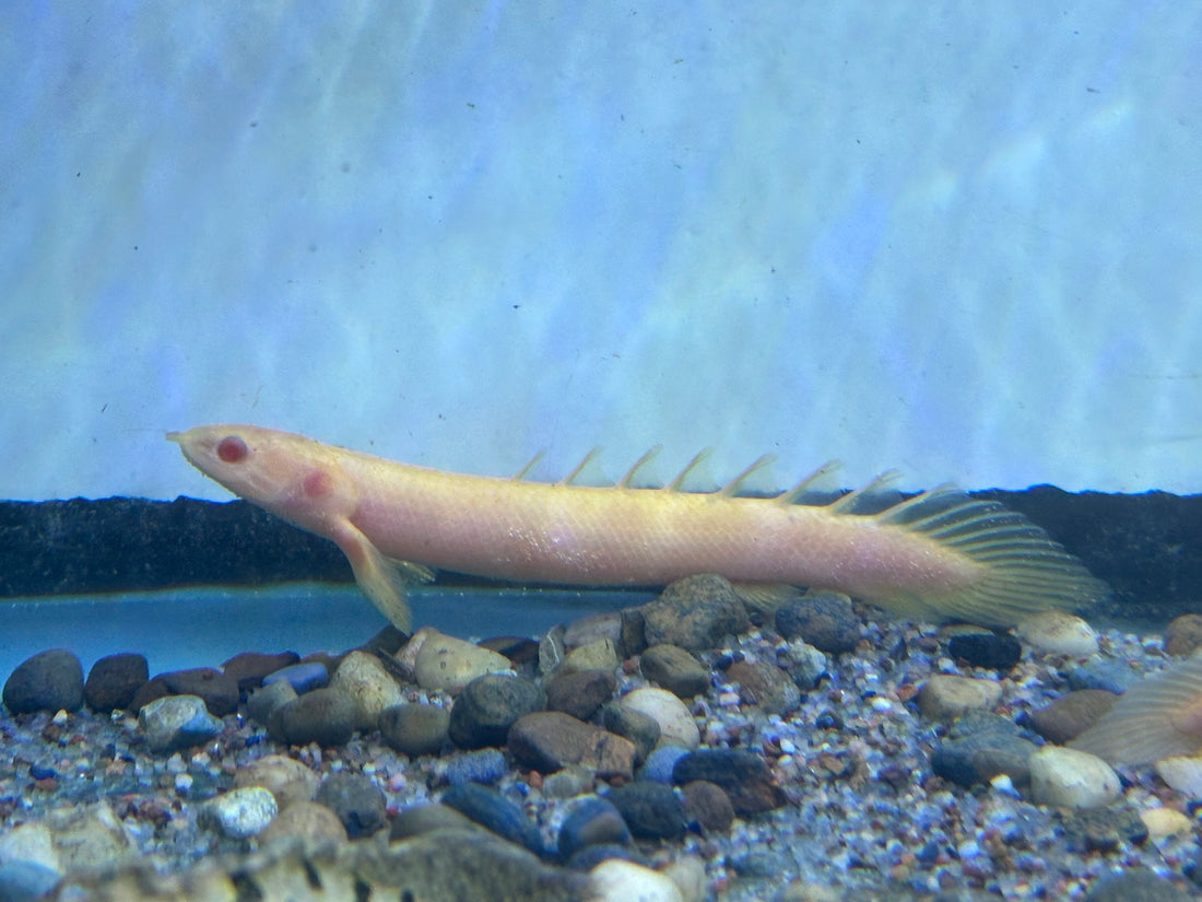 Albino Senegal Polypterus (4-5”)