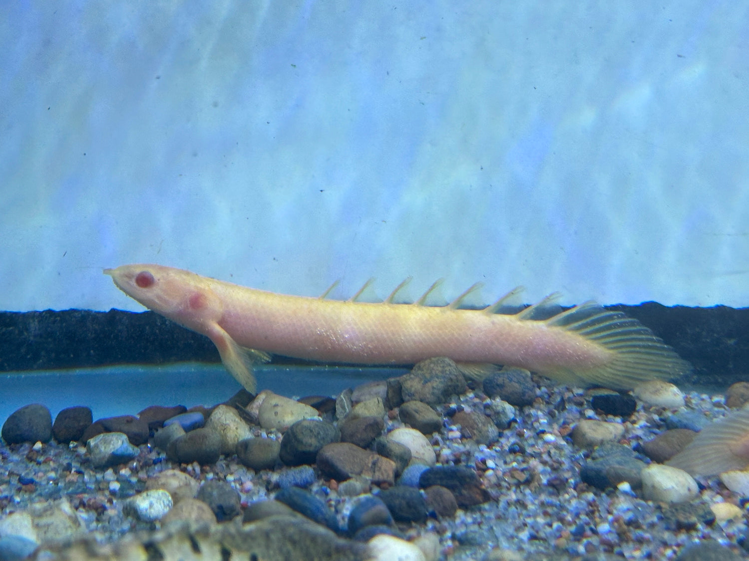 Políptero senegalés albino (3,5-4”)