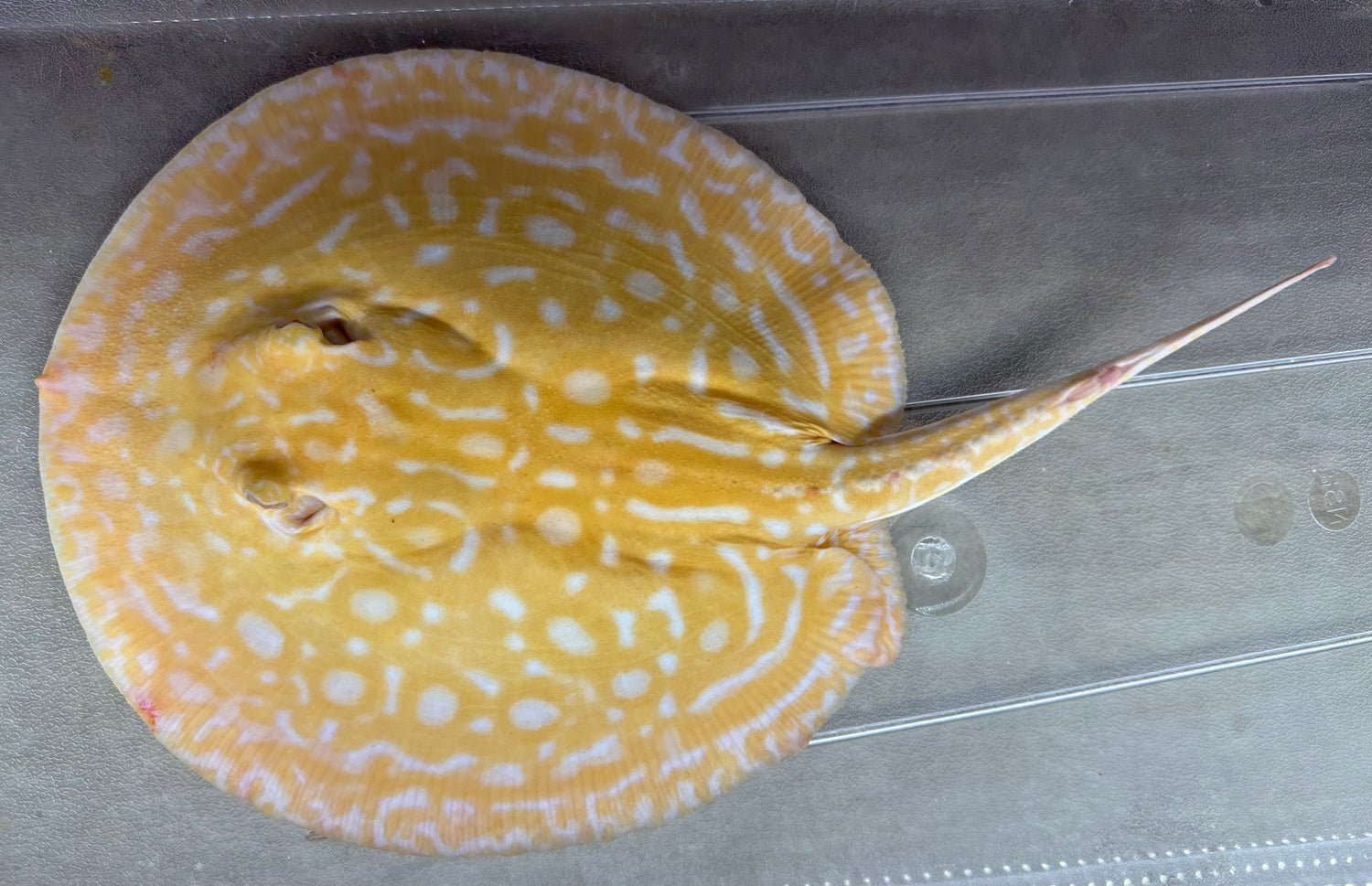 Albino “Red Lucy” Hybrid Stingray (Male 8-9”)