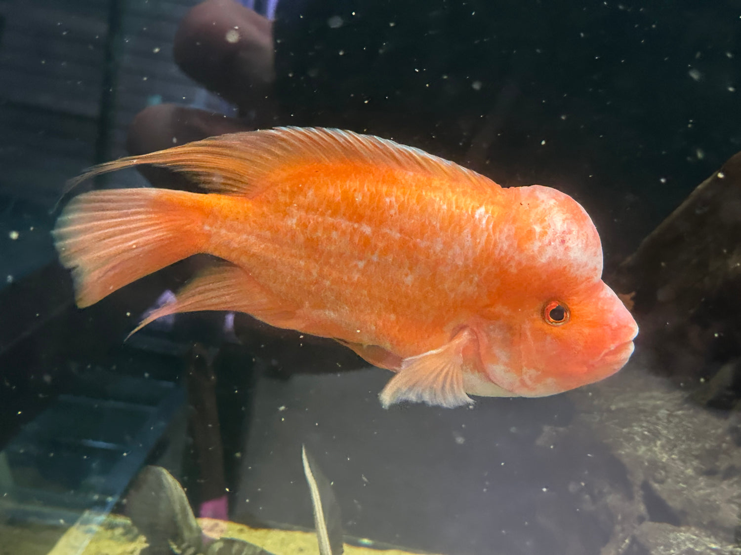 XL Mammon Hybrid Cichlid (9-10”)