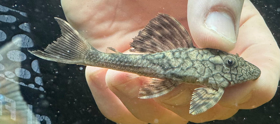 L037 Honeycomb Hypostomus Pleco (2.5”)