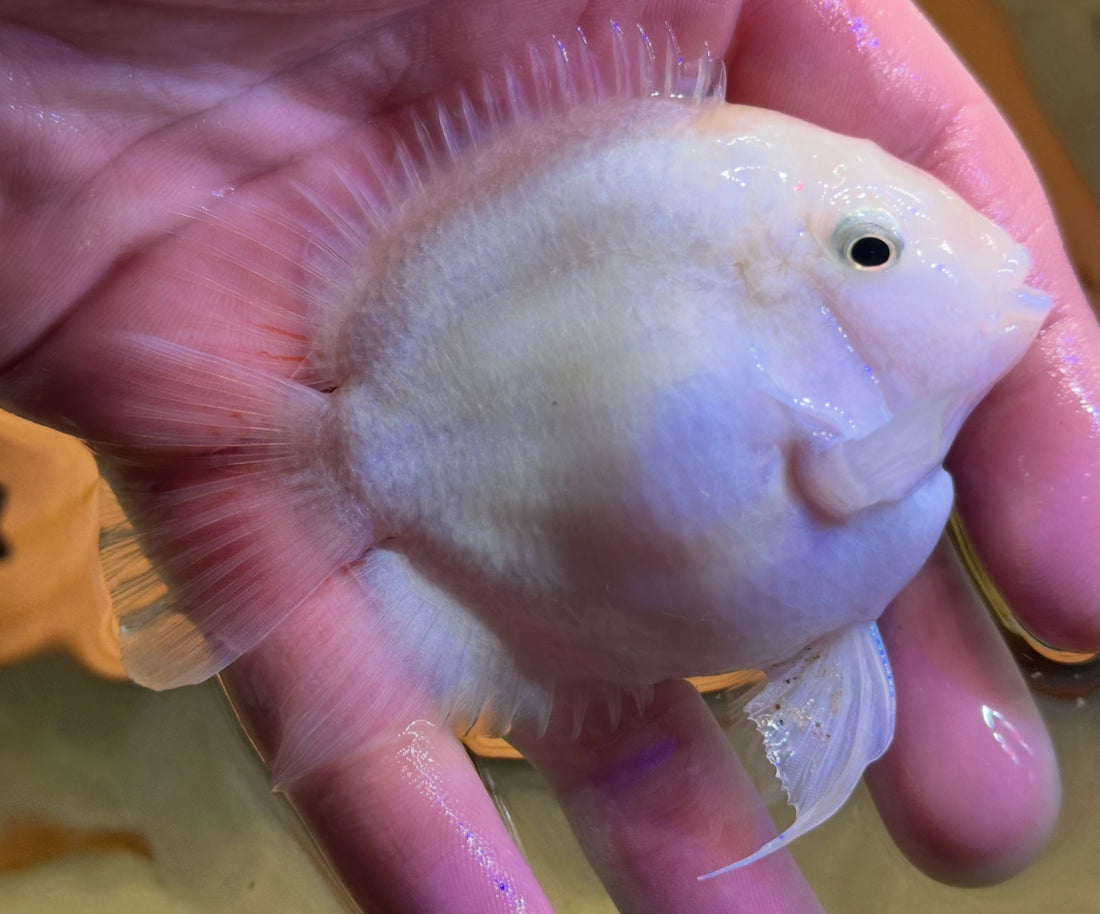 XL Platinum Polar Parrot (3-3.5”)