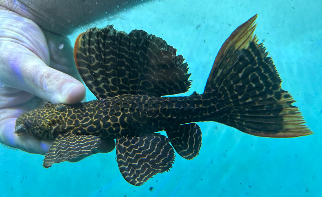 LARGE L114 Cactus Pleco (6-7”)