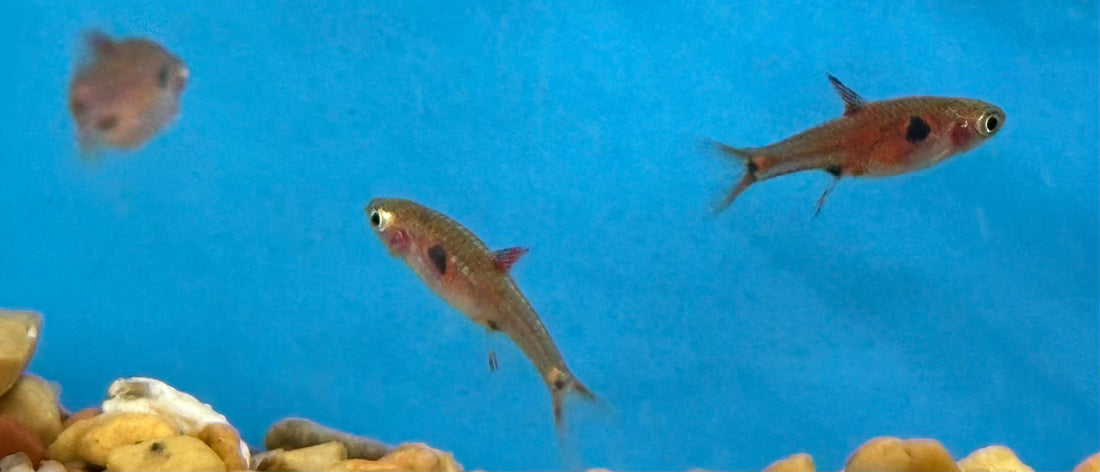 Spotted Rasbora (.75”)