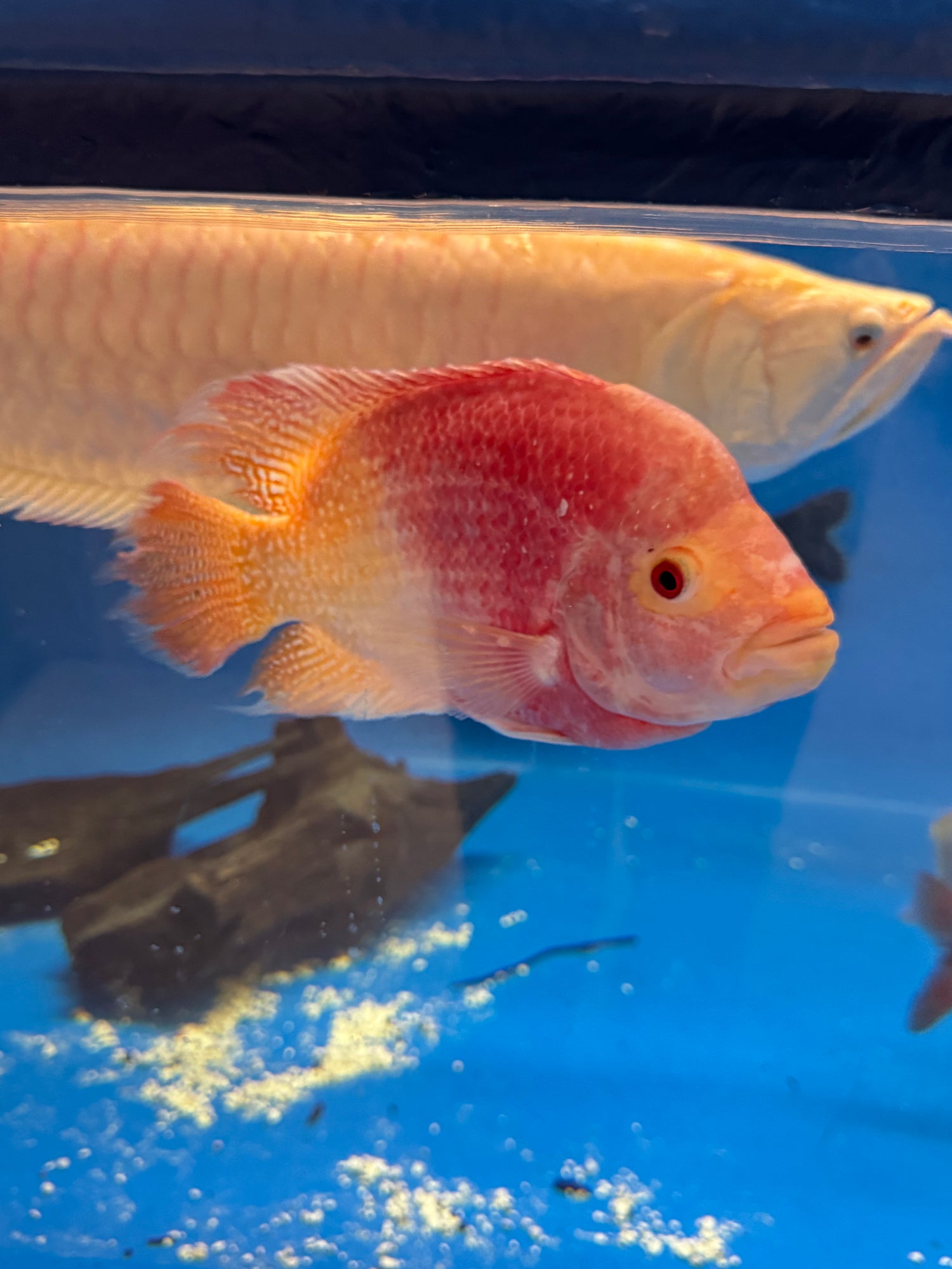 XL Goldenbase Flowerhorn (12”+)