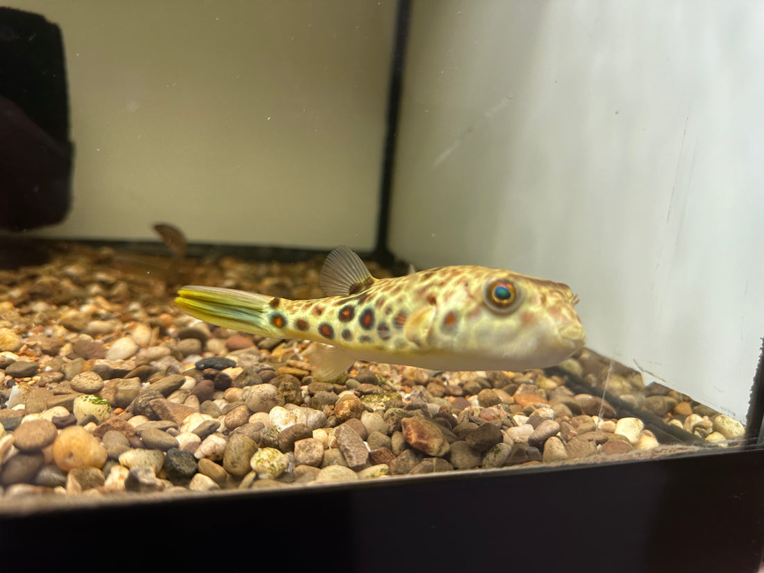 Cross River Puffer (5”)