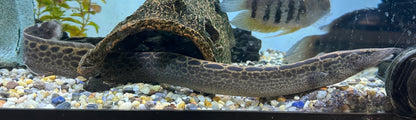 XL Black Spot Spiny Eel (18”+)