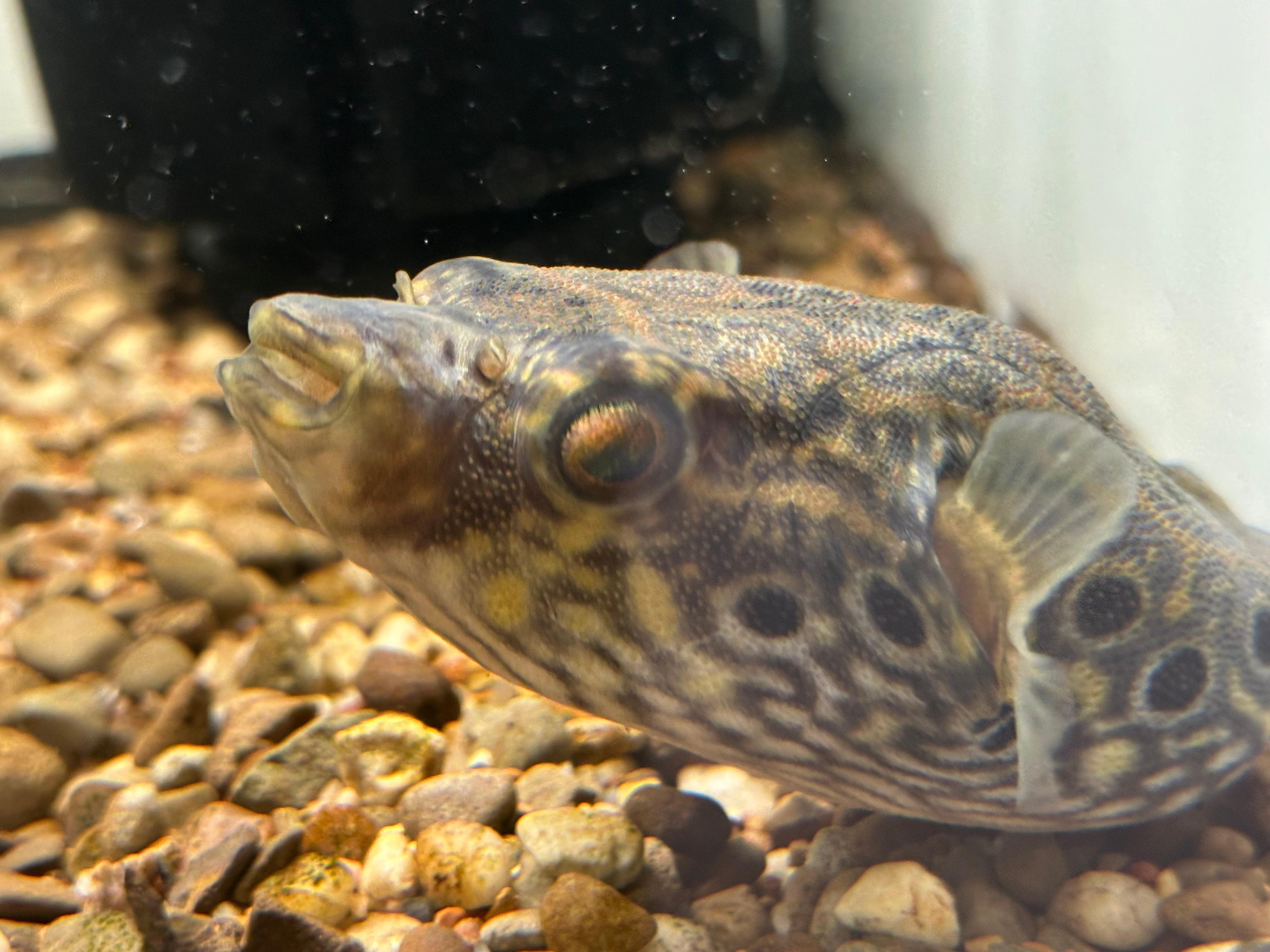 Humpback Dragon Puffer (4-4.5”)