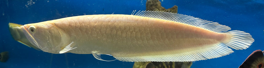 XL Albino Silver Arowana (20-22”)