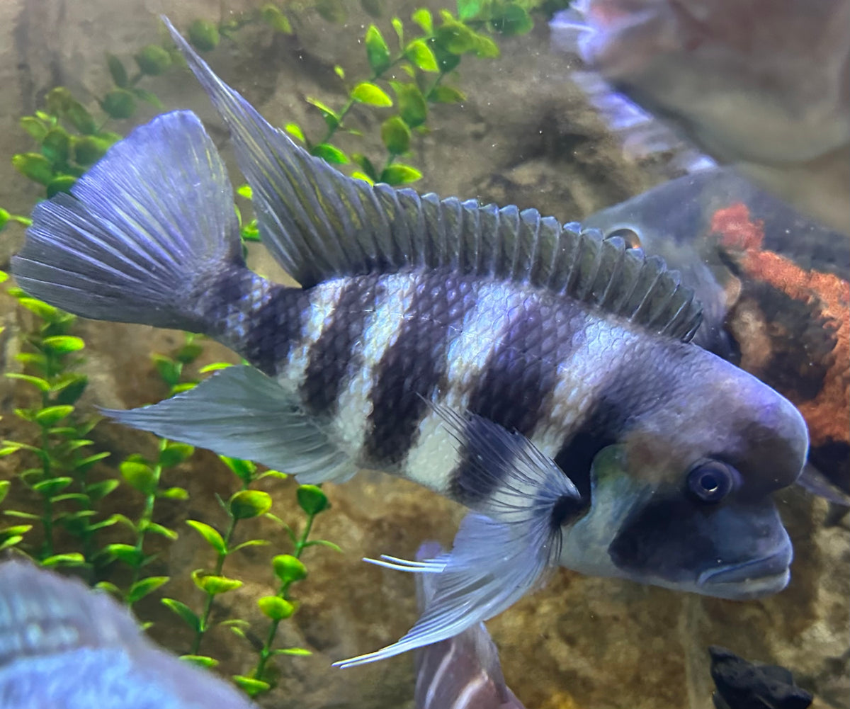 Jumbo Kingoma 7 Stripe Frontosa (8”)