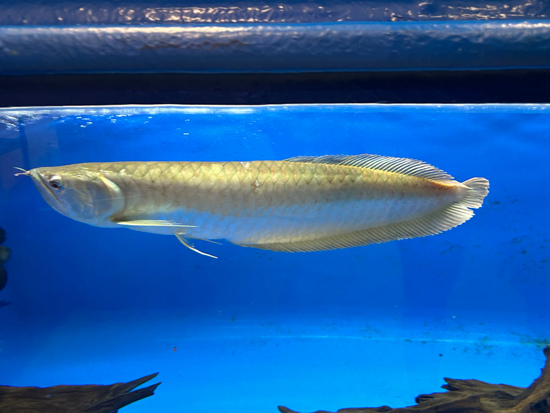 XXL Silver Arowana (22-24”+)