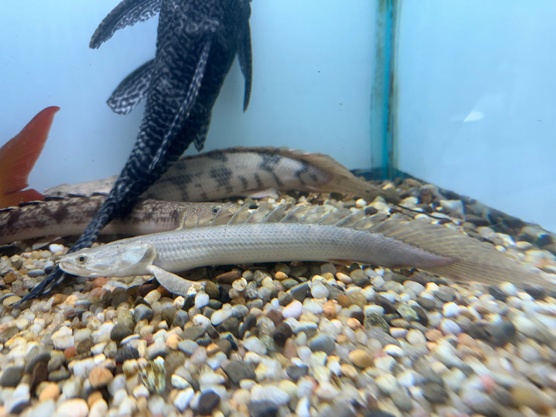 Lapradei Polypterus (9”)