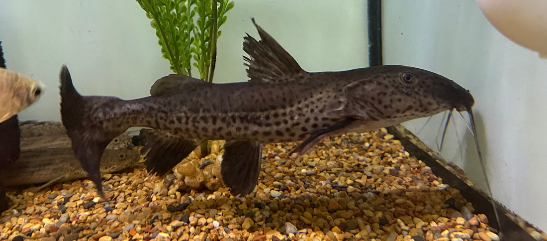 LARGE Ripsaw x Tiger Shovelnose Catfish (12”)