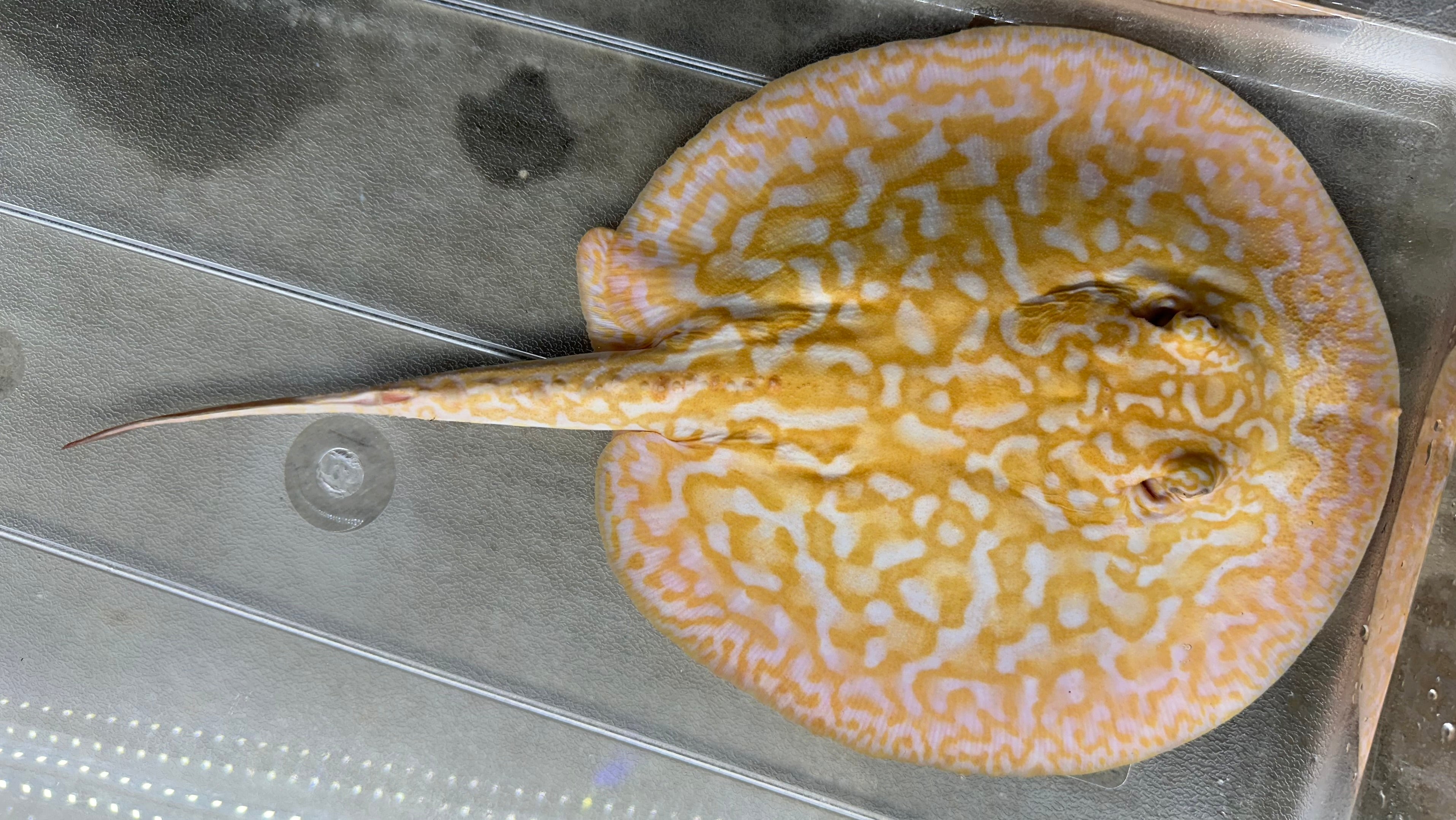 Albino “Red Lucy” Hybrid Stingray (Female 7–8”)