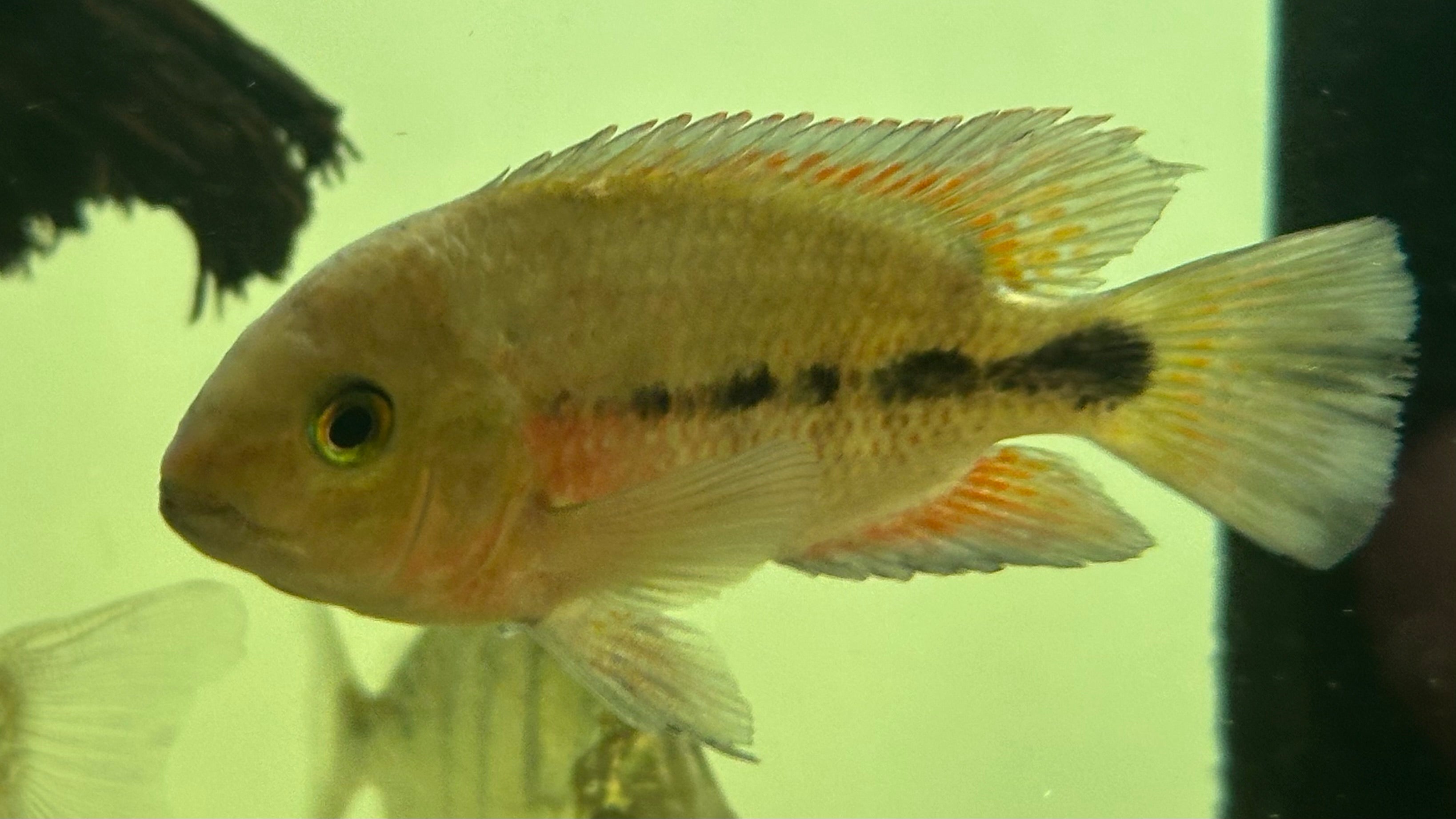 Breidohri Vieja Cichlid (3”+)