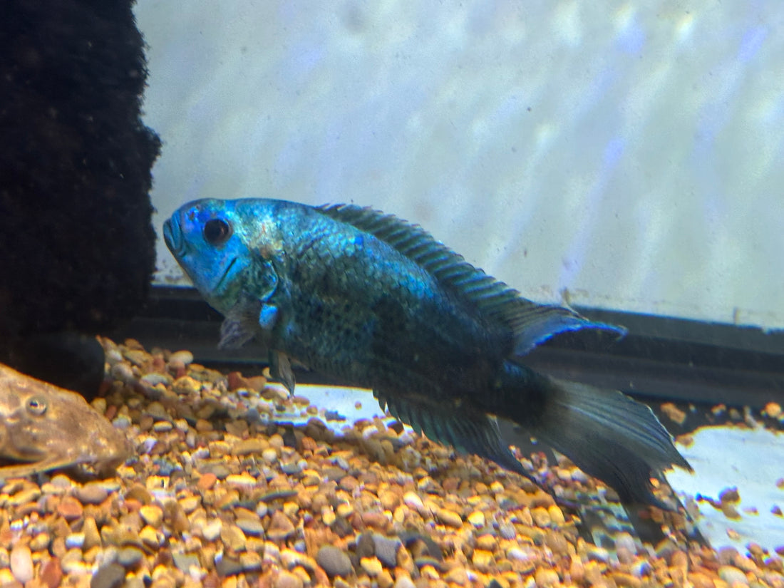 XL Electric Blue Jack Dempsey (6.5-7”)