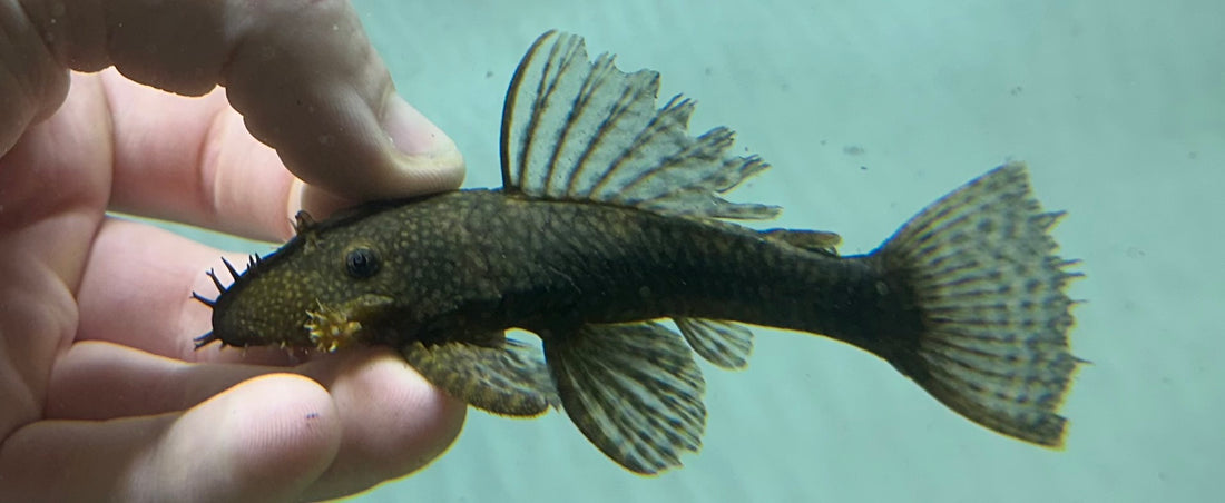 Large Bushynose Pleco (3”+)