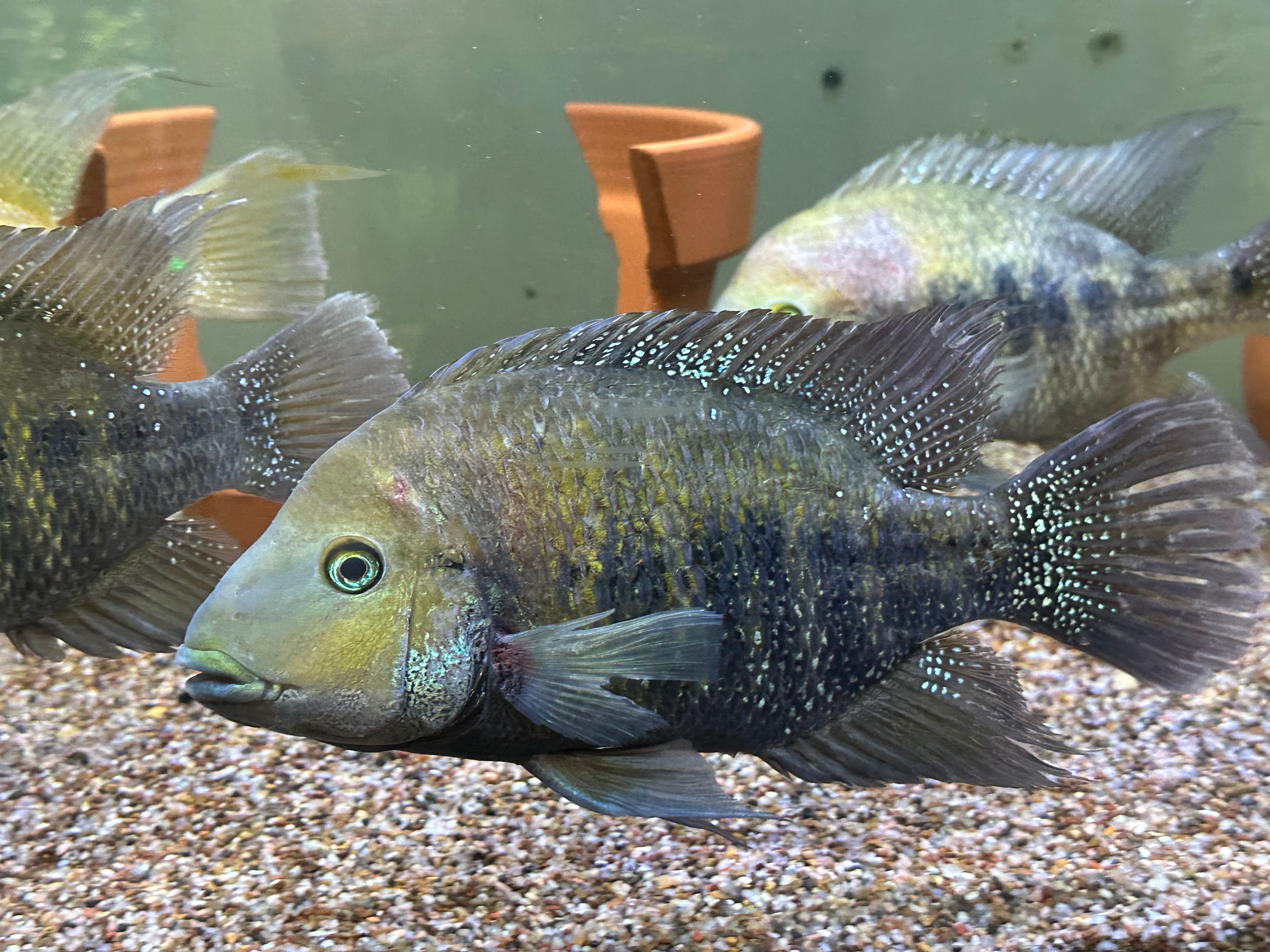 Jumbo Blue Lip Cichlid (8-9”)